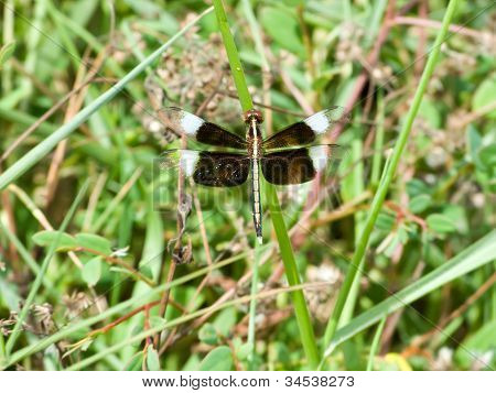 Libelle