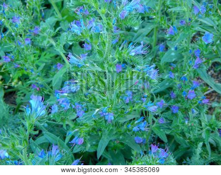 Flowers Of The Great Blue Lobelia Lobelia Siphilitica Horizontal Photo