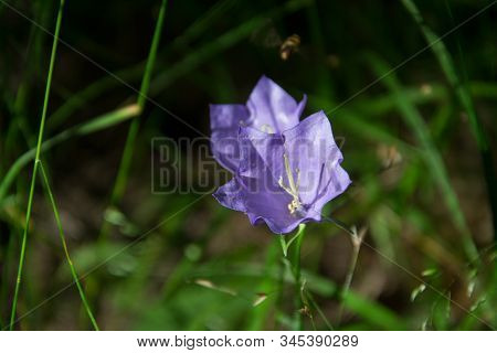 Close Up Of Bellflowers In The Forest. Detail Photo Of Campanula, Blossoming Bellflower In Morning S
