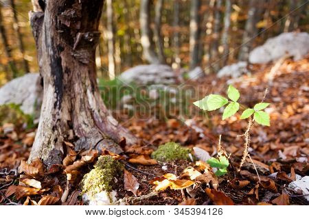 Wild Plant Leaf Close Up, Autumn Background.  Beauty In Nature. Autumn Lansdscape