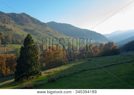 Trees In Autumn Season Background. Beauty In Nature. Autumn Lansdscape