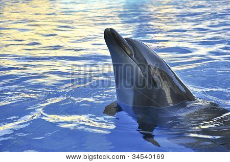 piękne Delfin