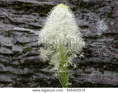 Bear Grass Flower Beside A Rock Wall At Glacier National Park