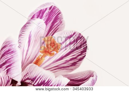Close Up Of Purple Colored Flowers Crocus With Copy Space For Your Text. Greeting Card For Spring Ti