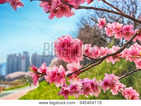 Red Plum Blossoms Blooming In Suyeonggang River , Busan, South Korea, Asia.