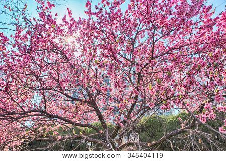Red Plum Blossoms Blooming In Suyeonggang River , Busan, South Korea, Asia.