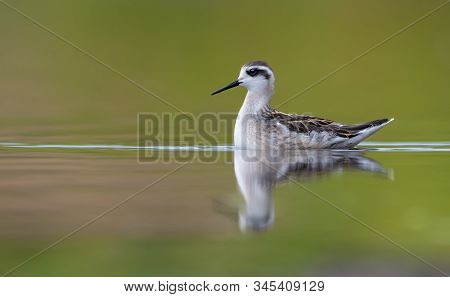 Red-necked Phalarope Swims On Green Colored Water Of Lake In Summer Season