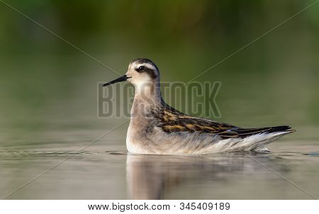Young Red-necked Phalarope Floats On Water Surface In Evening Light