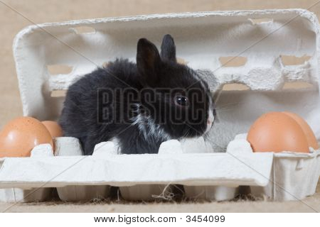 Zwarte Bunny In de Eggbox