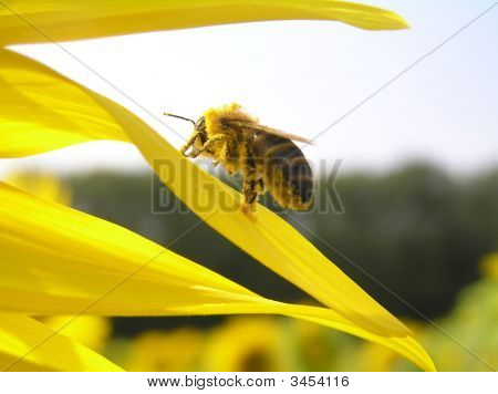 En bi er i Pollen