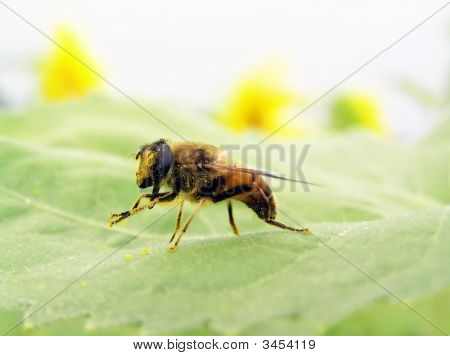 En bi er i Pollen