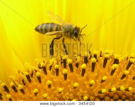 Bi på blomsterstand af solsikke