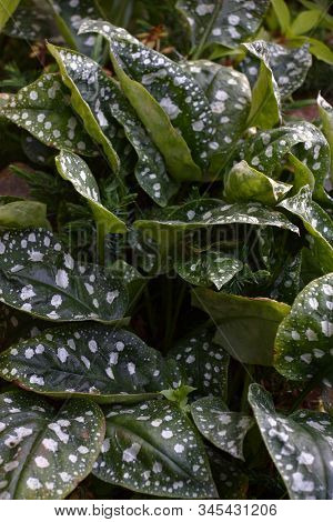 The Fresh Juicy Dark Green Leaves Of A Pulmonaria Saccharata Decorated By Spots Of Silvery Color.