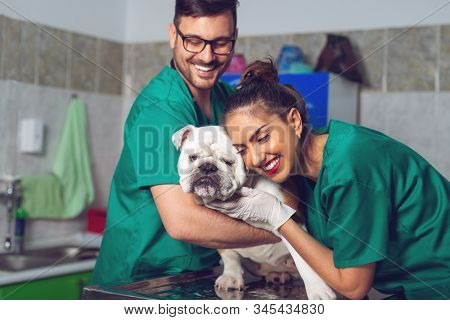 Two Veterinary Doctors With Dog During The Examination In Veterinary Clinic