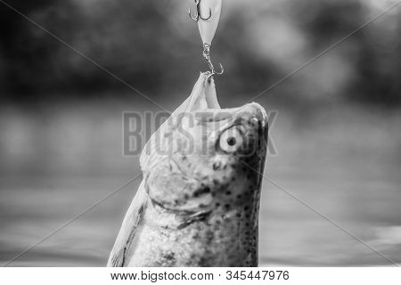 Fish Trout Caught In Freshwater. Bait Spoon Line Fishing Accessories. Fish In Trap Close Up. Victim 