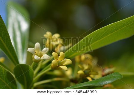 Kohuhu Leaves - Latin Name - Pittosporum Tenuifolium
