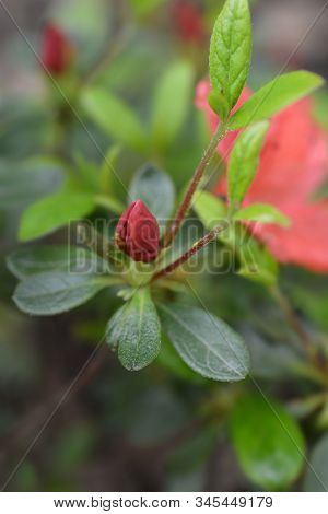 Azalea Girards Red Flower - Latin Name - Rhododendron Hybrid Girards Red