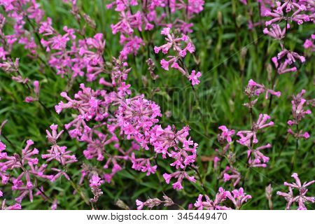 Sticky Catchfly Pink Flowers - Latin Name - Lychnis Viscaria (silene Viscaria)