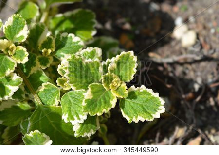 Swedish Ivy Marginatus - Latin Name - Plectranthus Forsteri Marginatus