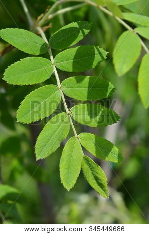 Service Tree Leaves - Latin Name - Sorbus Domestica
