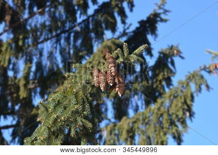 Norway Spruce Branch With Cones - Latin Name - Picea Abies