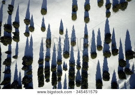Shadow Of Pine Trees Aerial View. Winter Landscape.