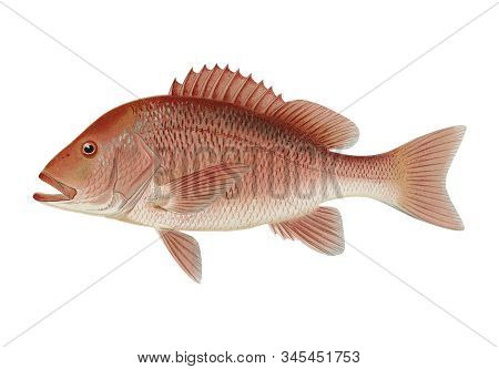 Red Snapper Illustrated By Sherman F Denton From Game Birds And Fishes Of North America