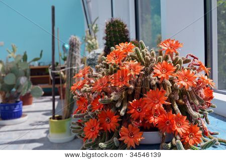 Fakkel kaktus Blooms blomster. Echinopsis Huascha.