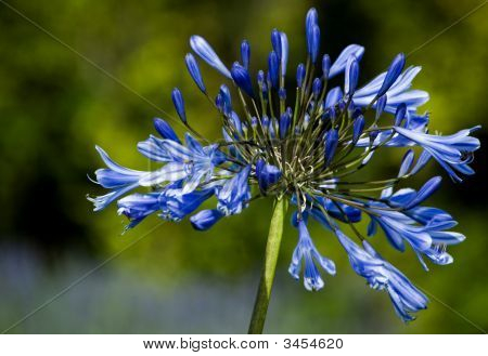 Agapanthus