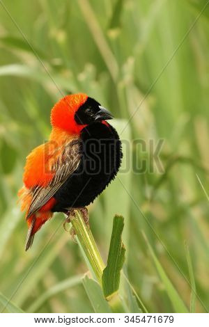 The Red Bishop (euplectes Orix) Sitting On The Branch A Looking Around. Green Background.