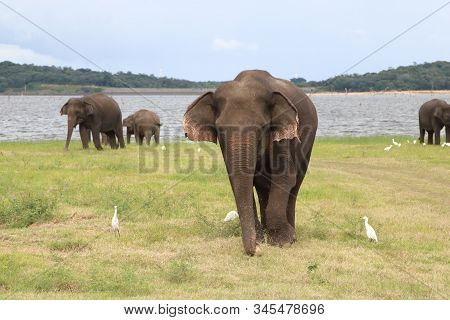 Wild Elephants At The Kaudulla National Park In Sri Lanka