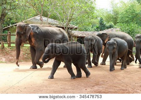 Elephants Parading Through The Street At Pinnawala Elephants Orphanage, Sri Lanka
