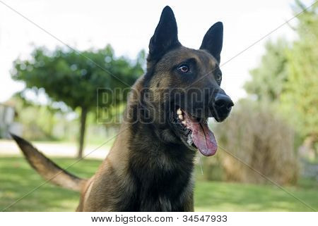 Malinois