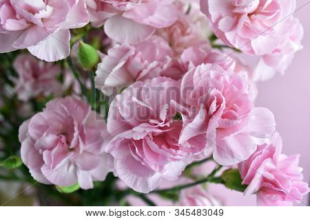 Bouquet Of Pink Carnations On Pink Pastel Background. Carnation For Mothers Day, Wedding And Valenti