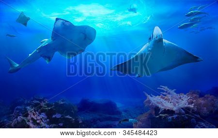 Ocean underwater with marine animals. Myliobatidae. Hunting sharks. Ecosystem. Life in tropical waters.