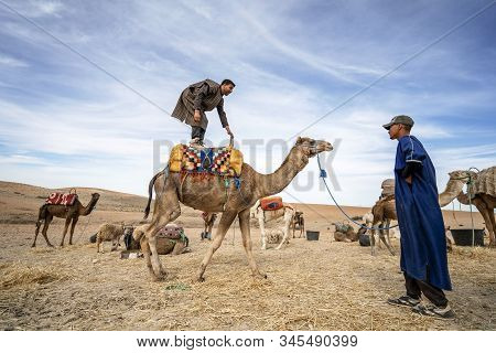 A Man Standing On His Dromedary Camel To Show Off On Agafay Desert , Marrakech, Morocco