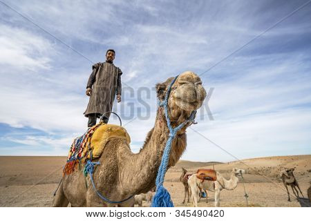 A Man Standing On His Dromedary Camel To Show Off On Agafay Desert , Marrakech, Morocco