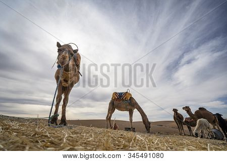 Dromedary Camels On Agafay Desert , Marrakech, Morocco