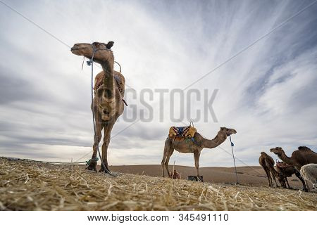 Dromedary Camels On Agafay Desert , Marrakech, Morocco