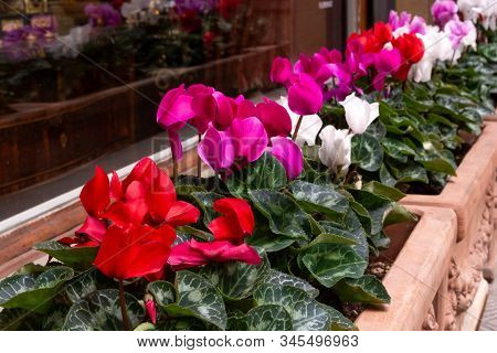 Flowers In Ceramic Pots In The European Garden Near The Window