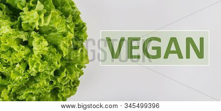 Close Up Bunch Of Fresh, Green Batavia Lettuce Salad And Vegan Text Isolated On Grey. Bio Food, Heal