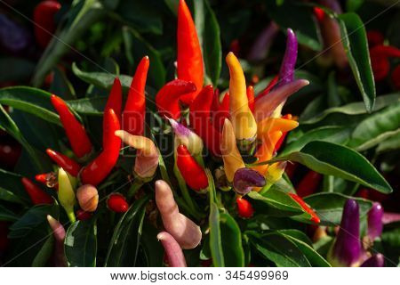 Bouquet Of Growing Chili Peppers Of Different Color