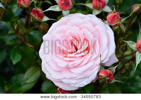rosa Blumen