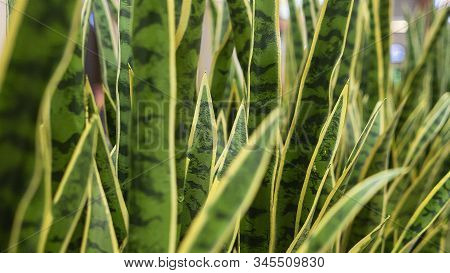 Close Up Of Sansevieria Trifasciata Or Mather In Laws Tongue. Green Leaf Background Texture.