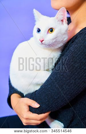 A Cat With A Different Eye Color Sits On The Girl’s Hands