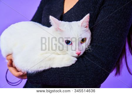 A Cat With A Different Eye Color Sits On The Girl’s Hands