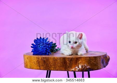 A Cat With A Different Eye Color Sits On A Wooden Table, Next To It Lies A Blue Flower, Bright Colou