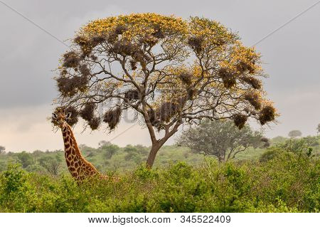 Giraffes In The Tsavo East, Tsavo West And Amboseli National Park In Kenya