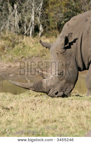 White Rhino