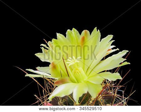Yellow Cactus Flower Hamatocactus Longihamatus, Close Up, Detail, Isolated On Black Background